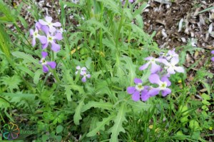 matthiola tricuspidata(1200 x 797).jpg_product